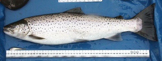 52cm, 1600g, Sea Trout (Loch Ewe) by Peter Cunningham on 27/06/14